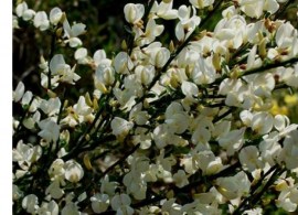 rakitnik cytisus praecox albus 5  !-1200x800
